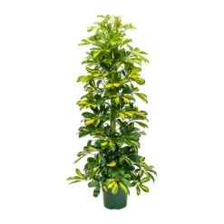 Schefflera Gold Capella - Dwarf Umbrella Tree 12 Schefflera Gold Capella - Dwarf Umbrella Tree -Indoor Plant Store Schefflera Gold Capella Dwarf Umbrella Tree 31x130cm