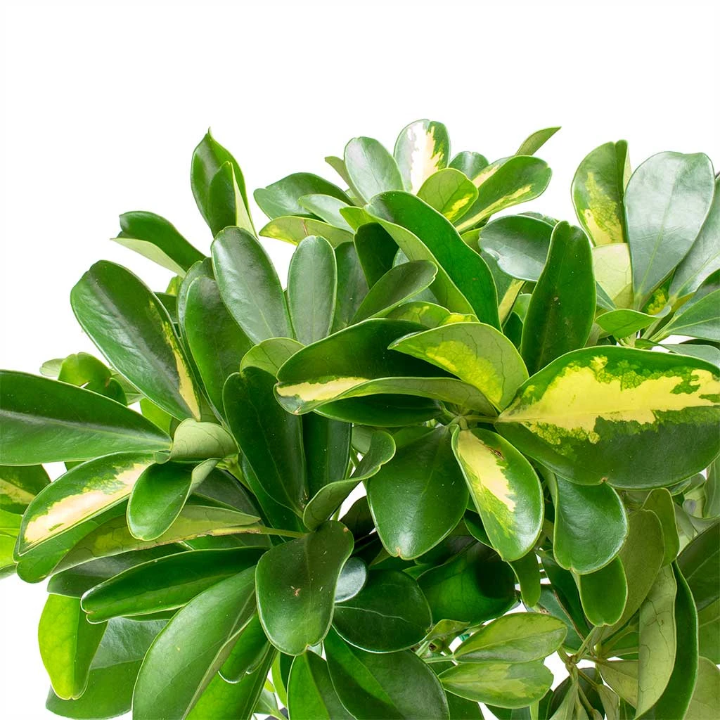 Schefflera Gold Capella - Dwarf Umbrella Tree 2 Schefflera Gold Capella - Dwarf Umbrella Tree - Image 2