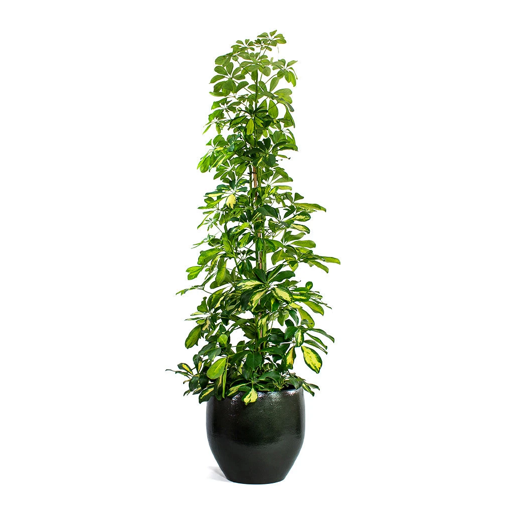 Schefflera Gold Capella - Dwarf Umbrella Tree 1 Schefflera Gold Capella - Dwarf Umbrella Tree