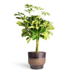 Schefflera Gold Capella - Stemmed Dwarf Umbrella Tree -Indoor Plant Store Schefflera Gold Capella Stemmed Dwarf Umbrella Tree 14x50cm Aico Plant Pot Shiny Brown 17x13cm