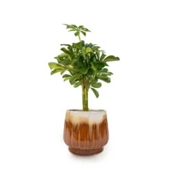 Schefflera Gold Capella - Stemmed Dwarf Umbrella Tree -Indoor Plant Store Schefflera Gold Capella Stemmed Dwarf Umbrella Tree 14x50cm Alice Plant Pot Caramel 18x16cm