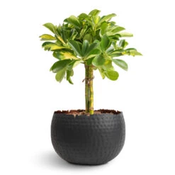 Hammered Bowl - Black With Copper -Indoor Plant Store Schefflera Gold Capella Stemmed Dwarf Umbrella Tree 14x50cm Hammered Bowl Black with Copper 19x14cm 1