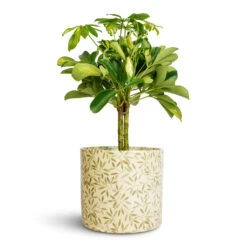 Lazzaro Plant Pot - Sage Foliage 12 Lazzaro Plant Pot - Sage Foliage -Indoor Plant Store Schefflera Gold Capella Stemmed Dwarf Umbrella Tree 14x50cm Lazzaro Plant Pot Sage Foliage 18x16cm