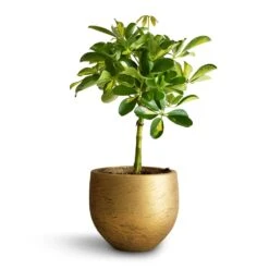 Schefflera Gold Capella - Stemmed Dwarf Umbrella Tree -Indoor Plant Store Schefflera Gold Capella Stemmed Dwarf Umbrella Tree 14x50cm Mini Orb Kevan Plant Pot Metallic Gold 18x15cm copy 2