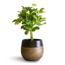 Schefflera Gold Capella - Stemmed Dwarf Umbrella Tree -Indoor Plant Store Schefflera Gold Capella Stemmed Dwarf Umbrella Tree 14x50cm Mya Plant Pot Deep Champagne 18x16cm 2