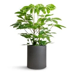 Max Refined Planter - Volcano Black -Indoor Plant Store Schefflera actinophylla Australian Umbrella Tree 24x100cm Max Refined Planter Volcano Black 29x29.5cm 613c9a7f 0efe 454f 8e06 30fdc07f1741
