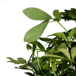 Schefflera Arboricola Compacta - Dwarf Umbrella Tree - Twisted Stem -Indoor Plant Store Schefflera arboricola Compacta Dwarf Umbrella Tree Twisted Stem 30x120cm 3