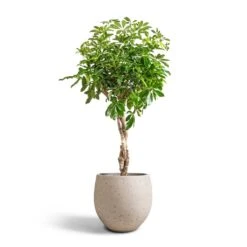 Mini Orb Kevan Plant Pot - Grey Washed 18 Mini Orb Kevan Plant Pot - Grey Washed -Indoor Plant Store Schefflera arboricola Compacta Dwarf Umbrella Tree Twisted Stem 30x120cm Mini Orb Kevan Plant Pot Grey Washed 39x35cm 6583d1b4 ba0d 4b70 bb03 9c21d3b25678
