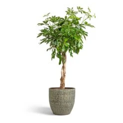 Schefflera Arboricola Compacta - Dwarf Umbrella Tree - Twisted Stem -Indoor Plant Store Schefflera arboricola Compacta Dwarf Umbrella Tree Twisted Stem 30x120cm Rinca Plant Pot Shiny Green 36x32cm