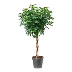 Schefflera Arboricola Compacta - Dwarf Umbrella Tree - Twisted Stem -Indoor Plant Store Schefflera arboricola Compacta Dwarf Umbrella Tree Twisted Stem 34x160cm