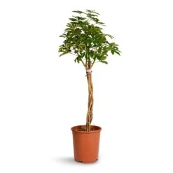 Schefflera Arboricola Gold Capella - Dwarf Umbrella Tree - Twisted Stem -Indoor Plant Store Schefflera arboricola Gold Capella Dwarf Umbrella Tree Twisted Stem 30x120cm