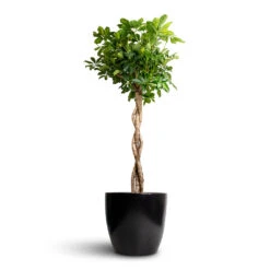 Indoor Plant Store 32 Schefflera Arboricola Gold Capella - Dwarf Umbrella Tree - Twisted Stem