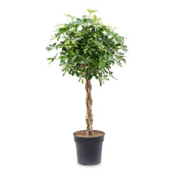 Schefflera Arboricola Gold Capella - Dwarf Umbrella Tree - Twisted Stem -Indoor Plant Store Schefflera arboricola Gold Capella Dwarf Umbrella Tree Twisted Stem 30x120cm e917e439 1ddd 495a ad2d e20574029d71
