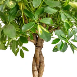 Indoor Plant Store -Indoor Plant Store Schefflera arboricola Gold Capella Dwarf Umbrella Tree Twisted Stem DETAIL 4