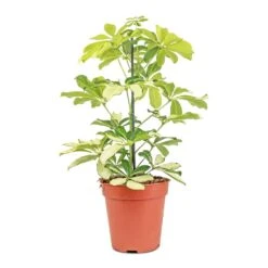 Schefflera Arboricola Melanie - Dwarf Umbrella Tree -Indoor Plant Store Schefflera arboricola Melanie Dwarf Umbrella Tree 13x45cm
