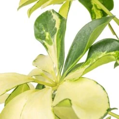 Schefflera Arboricola Melanie - Dwarf Umbrella Tree -Indoor Plant Store Schefflera arboricola Melanie Dwarf Umbrella Tree SWATCH