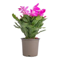 Schlumbergera - Christmas Cactus - Pink/Purple 14 Schlumbergera - Christmas Cactus - Pink/Purple -Indoor Plant Store Schlumbergera Christmas Cactus Pink Purple 12x25cm 2