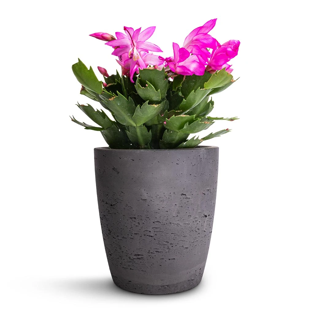 Schlumbergera - Christmas Cactus - Pink/Purple 6 Schlumbergera - Christmas Cactus - Pink/Purple - Image 6