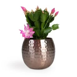 Schlumbergera - Christmas Cactus - Pink/Purple 18 Schlumbergera - Christmas Cactus - Pink/Purple -Indoor Plant Store Schlumbergera Christmas Cactus Pink Purple 12x25cm Kody Metal Plant Pots Set3 Large Rose Gold 53ff83eb 026c 44e6 bf42 8e21b6ae65ff