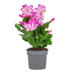 Schlumbergera - Christmas Cactus - Pink/Purple 12 Schlumbergera - Christmas Cactus - Pink/Purple -Indoor Plant Store Schlumbergera Christmas Cactus Pink Purple 9x23cm