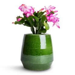 Schlumbergera - Christmas Cactus - Pink/Purple 16 Schlumbergera - Christmas Cactus - Pink/Purple -Indoor Plant Store Schlumbergera Christmas Cactus Pink Purple 9x23cm Remi Plant Pot Green 15x15cm