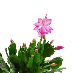 Schlumbergera - Christmas Cactus - Pink/Purple 13 Schlumbergera - Christmas Cactus - Pink/Purple -Indoor Plant Store Schlumbergera Christmas Cactus Pink Purple Leaves