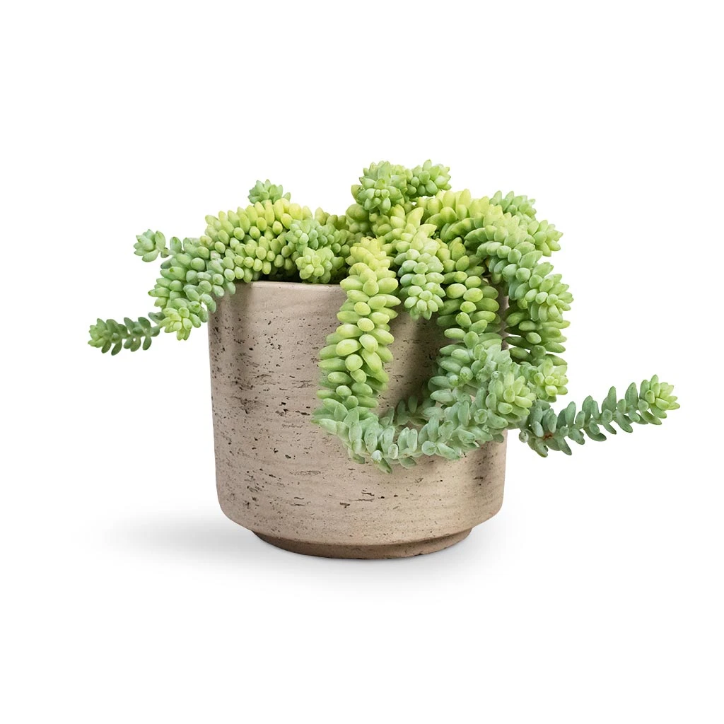 Sedum Burrito - Donkey Tail 1 Sedum Burrito - Donkey Tail