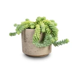 Novi Plant Pot - Grey Washed 13 Novi Plant Pot - Grey Washed -Indoor Plant Store Sedum Burrito Donkey Tail 14x20cm Novi Plant Pot Grey Washed 18x15.5cm 284127c5 b4c9 43c8 802b 648e178f4dc7