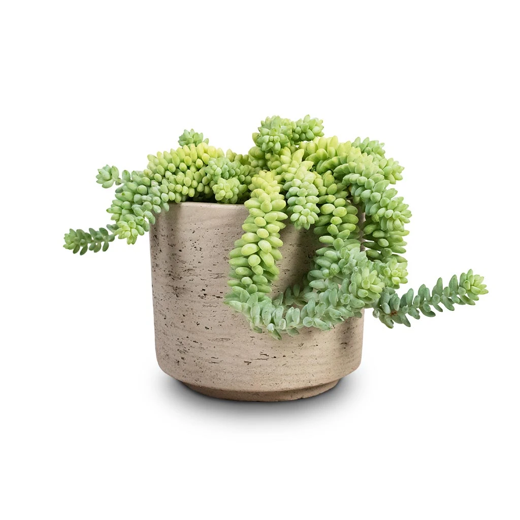 Novi Plant Pot - Grey Washed 5 Novi Plant Pot - Grey Washed - Image 5