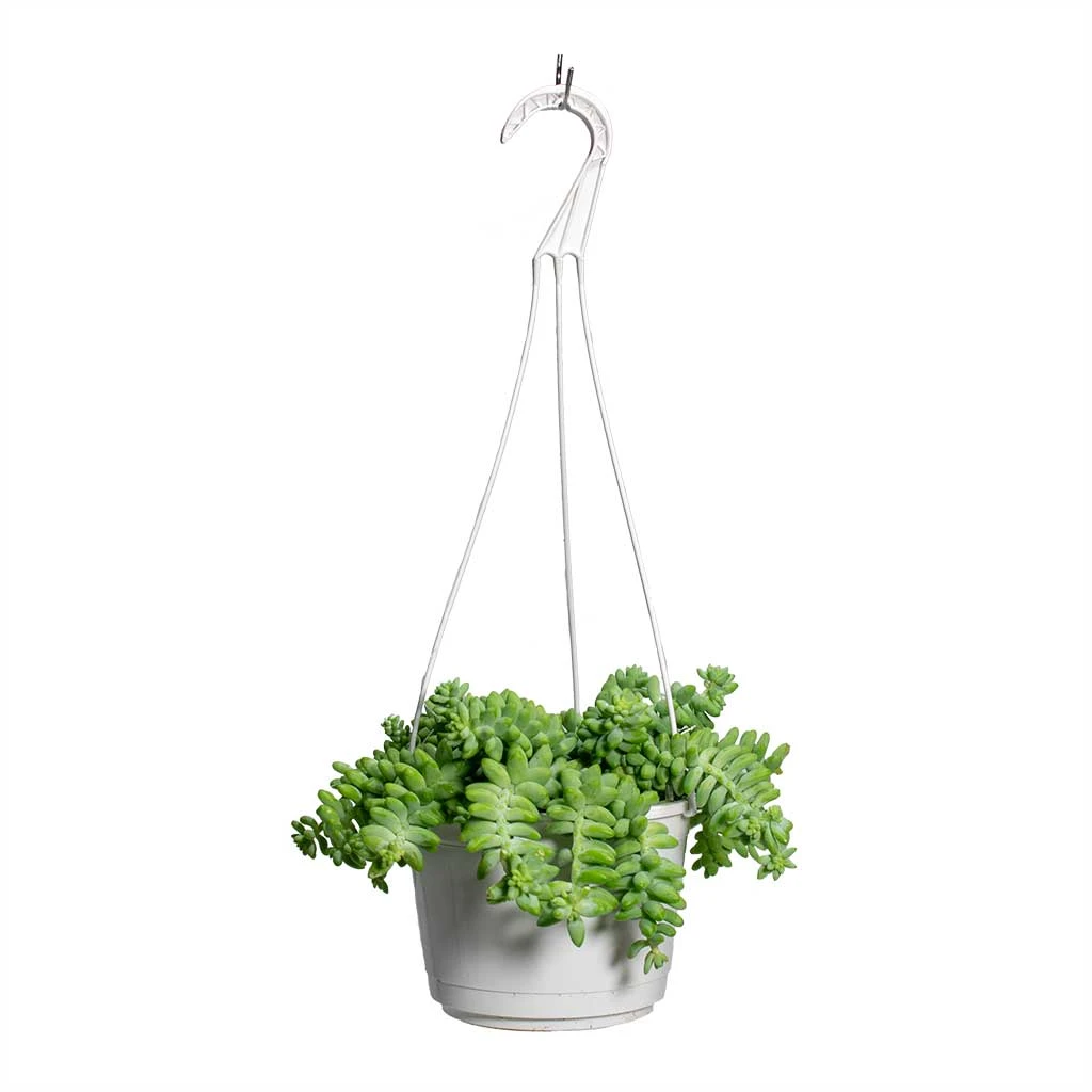 Sedum Burrito - Donkey Tail 5 Sedum Burrito - Donkey Tail - Image 5