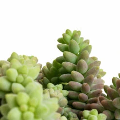 Sedum Burrito - Donkey Tail 14 Sedum Burrito - Donkey Tail -Indoor Plant Store Sedum Burrito Donkey Tail DETAIL 2