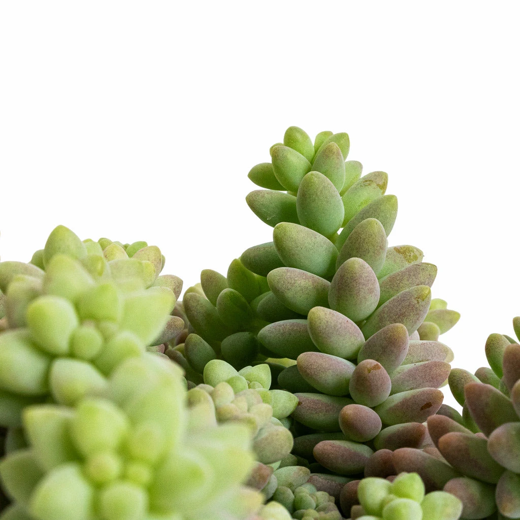 Sedum Burrito - Donkey Tail 4 Sedum Burrito - Donkey Tail - Image 4