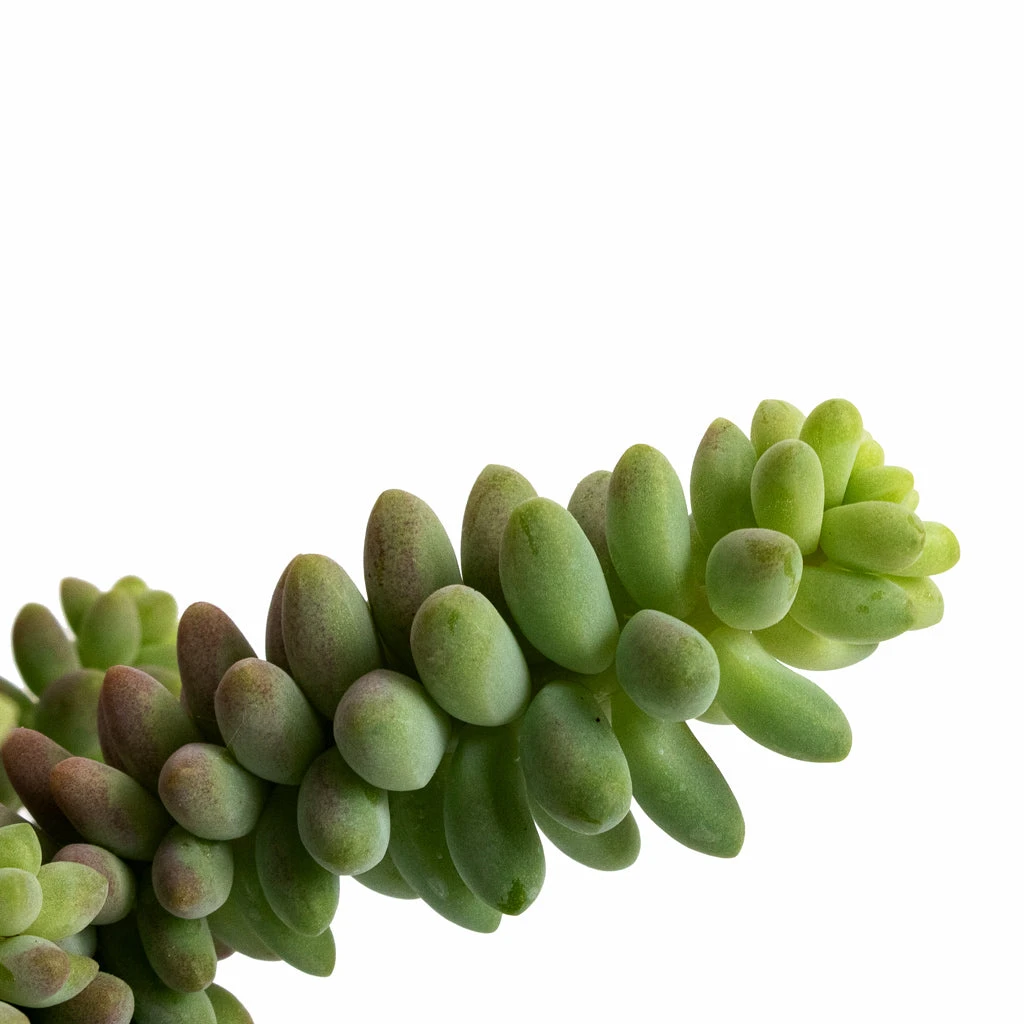 Sedum Burrito - Donkey Tail 3 Sedum Burrito - Donkey Tail - Image 3