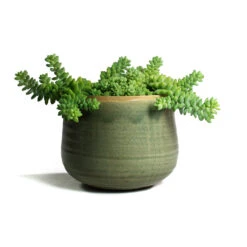 Sedum Burrito - Donkey Tail 17 Sedum Burrito - Donkey Tail -Indoor Plant Store Sedum Burrito Donkey Tail Iris Plant Pot Mint
