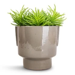 Aries Handles Plant Pot - Charcoal 17 Aries Handles Plant Pot - Charcoal -Indoor Plant Store Senecio Himalaya Himalaya Groundsel 12x20cm Aries Handles Plant Pot Charcoal 14x15cm 2c847260 5d92 4c7a 9039 eb3add7f8f13