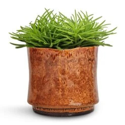 Nolan Plant Pot - Caramel 23 Nolan Plant Pot - Caramel -Indoor Plant Store Senecio Himalaya Himalaya Groundsel 12x20cm Nolan Plant Pot Caramel 14x12cm