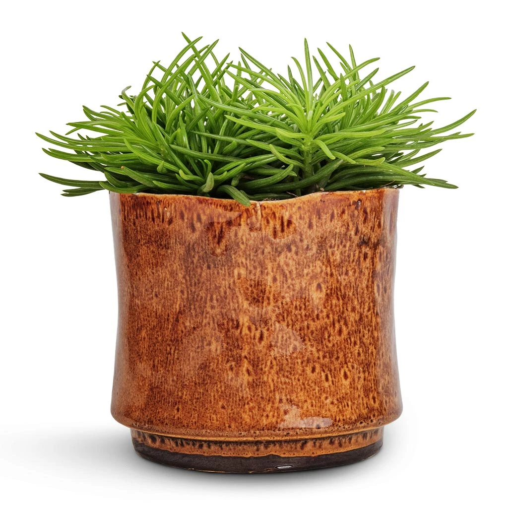 Nolan Plant Pot - Caramel 12 Nolan Plant Pot - Caramel - Image 12