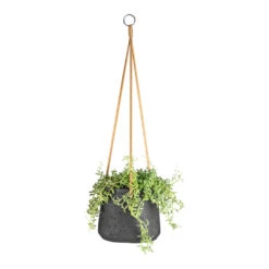 Senecio Peregrinus - String Of Dolphins -Indoor Plant Store Senecio peregrinus String of Dolphins 15x25cm Patt Hanging Plant Pot Black Washed 20x17cm