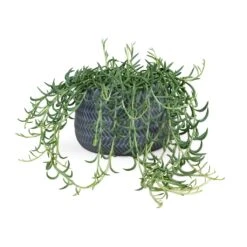 Angle Darcy Plant Pot - Grey 10 Angle Darcy Plant Pot - Grey -Indoor Plant Store Senecio radicans Fish Hooks String of Fish Hooks 14x30cm Angle Darcy Plant Pot Grey 24x16cm
