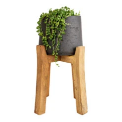 Patt Plant Pot - Tall Stand - Black Washed 16 Patt Plant Pot - Tall Stand - Black Washed -Indoor Plant Store Senecio rowleyanus String of Pearls 12x20cm Patt Plant Pot Tall Stand Black Washed 23x34cm 8decf343 6070 461f a9ef c9ac37ac1145