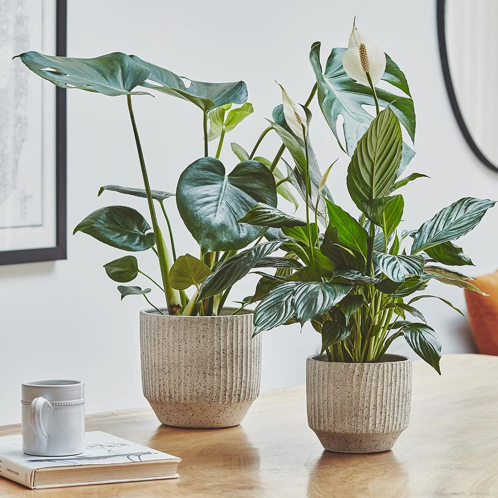 Solento Plant Pot - White Speckle 2 Solento Plant Pot - White Speckle - Image 2