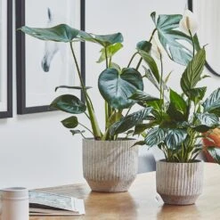 Solento Plant Pot - White Speckle 13 Solento Plant Pot - White Speckle -Indoor Plant Store Solento Plant Pot White Speckle 16 x 14cm