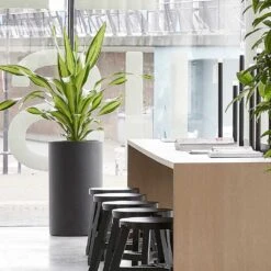 Solid Cylinder Planter - Dark Grey -Indoor Plant Store Solid Cylinder Planter Dark Grey 3