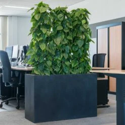 Solid Rectangle Planter - Dark Grey -Indoor Plant Store Solid Rectangle Planter Dark Grey 1