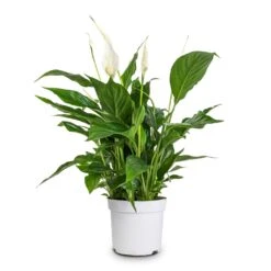 Spathiphyllum Bellini - Peace Lily -Indoor Plant Store Spathiphyllum Bellini Peace Lily 13x40cm