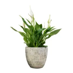 Spathiphyllum Bellini - Peace Lily -Indoor Plant Store Spathiphyllum Bellini Peace Lily 13x40cm Anne Plant Pot White Earth 16x15cm