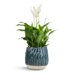 Arles Leaf Plant Pot - Teal -Indoor Plant Store Spathiphyllum Bellini Peace Lily 13x40cm Arles Leaf Plant Pot Teal 17x17cm