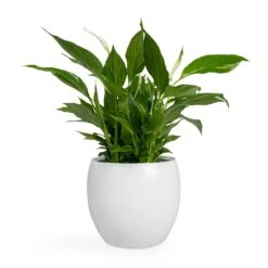 Spathiphyllum Bellini - Peace Lily -Indoor Plant Store Spathiphyllum Bellini Peace Lily 13x40cm Cresta Plant Pot Pure White 19x16cm