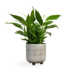 Spathiphyllum Bellini - Peace Lily -Indoor Plant Store Spathiphyllum Bellini Peace Lily 13x40cm Denise Plant Pot Off White 17x17cm