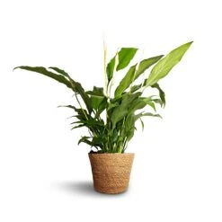 Spathiphyllum Bellini - Peace Lily -Indoor Plant Store Spathiphyllum Bellini Peace Lily 13x40cm Igmar Plant Basket Natural 15x12cm e38284c0 312d 4468 9b9c f46982abe0d9
